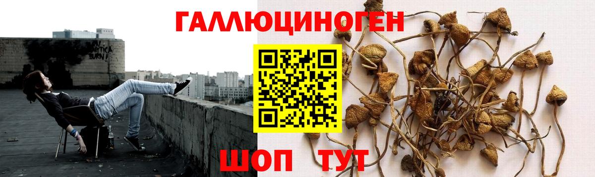Куйбышев  Галлюциногенные грибы ЛСД  Вход с VPN  Псилоцибиновые грибы ЛСД 